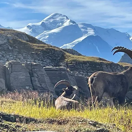 Les Chardons Argentes * Samoëns